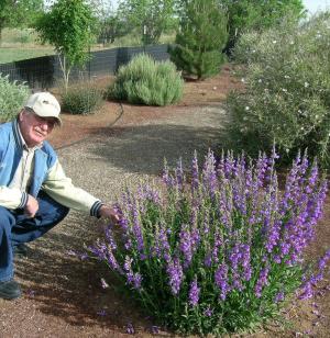 Dan Smeal RM Penstemon